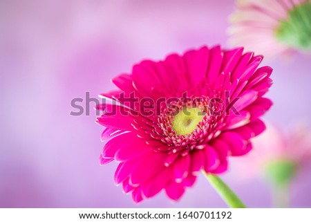 Pink gerbera flowers on a pink background. Image for cards, wallpapers and greetings.