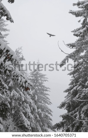 winter landscape in Sinaia Romania