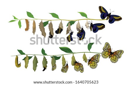 Butterfly Metamorphosis from Caterpillar to Full-bodied Specie Vector Illustration