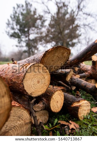 
wooden logs after being cut
