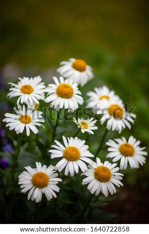The beautiful white flowers, camomile