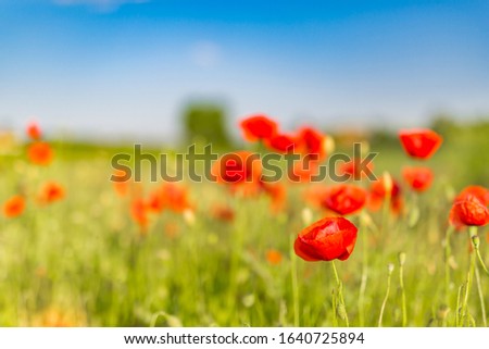 Poppy flowering on dream blur background. Nature backdrops closeup, floral view. Spring summer landscape, beautiful blurred natural meadow field. Sunny nature scenery, peaceful relaxing garden