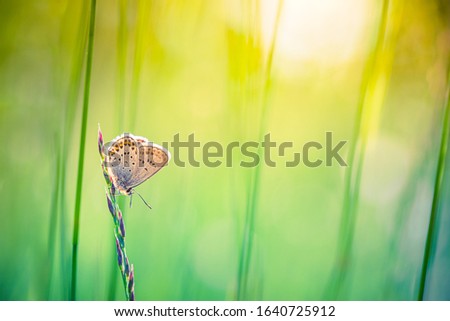 Nature background concept. Beautiful summer meadow background. Inspirational nature closeup. Fantastic floral spring abstract background of nature. Amazing floral sunny backdrop, natural colors
