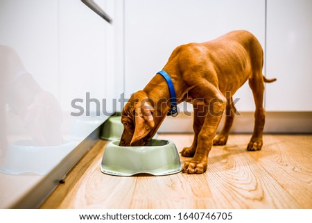 Young brown puppy dog eating from a green bowl in a white kitchen. Food bowl on ground Royalty-Free Stock Photo #1640746705