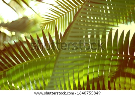 green plantgreen leaf of palm tree	nature on background