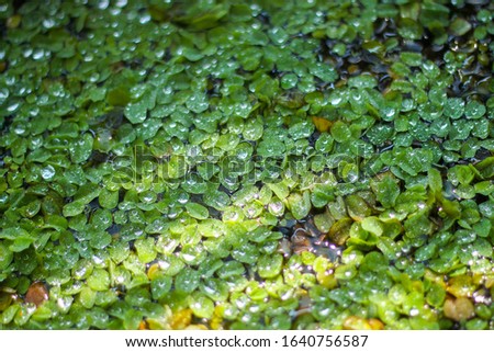 water drops on green leaves