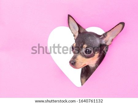 Curious toy terrier puppy looks through a hole in the shape of a heart. Empty space for text. Isolated on white background