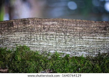 Moss on the tree. Texture of moss on a tree bark in a forest. Natural green background. Macro shot of a plant surface. Beauty of nature.