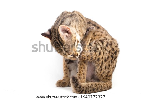 The asian leopard cat or Sunda leopard cat (Prionailurus bengalensis) Prionailurus javanensis isolated on white background