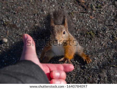 Red Squirrel begging for nuts in a park in Stockholm 