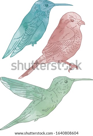 Vector watercolor set of birds, hand drawn isolated birds