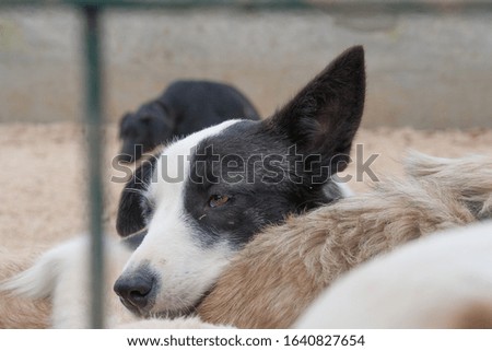 Portrait of the shelter dog