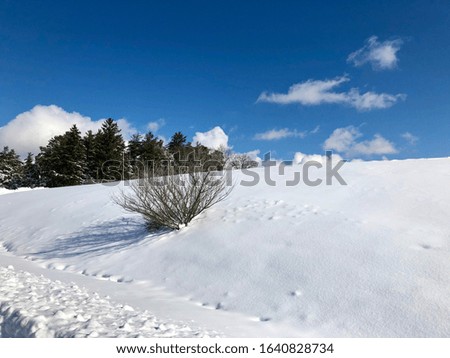 Beautiful scenic view after snow storm.  Winter scene