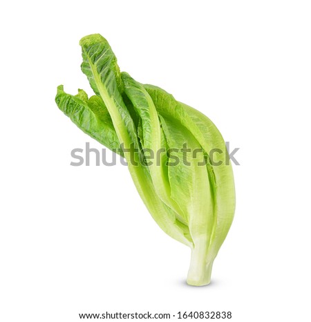 Fresh cos lettuce isolated on white background.
