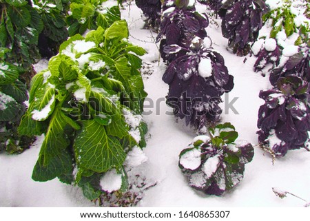 Cabbage of different varieties in the beds with snow that fell in the fall                               