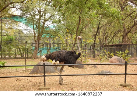 Big Ostrich Bird In Zoo Park