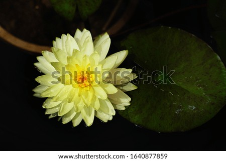 Close up of beautiful water lily in pond, The new hybrid water lily in Thailand. Beautiful lotus on nature background. Selective focus and free space for text. Colorful of lotus for natural background