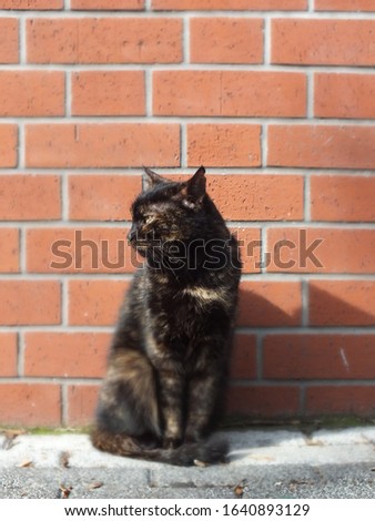 black cat in front of brick wall