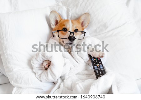 Funny dog corgi laying in bed in glasses watching tv, relaxing in a day off Royalty-Free Stock Photo #1640906740
