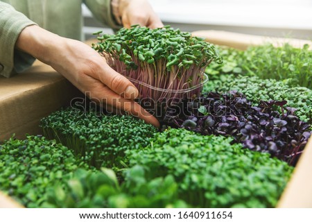 organic raw food - woman take a microgreens container out of cardboard box Royalty-Free Stock Photo #1640911654
