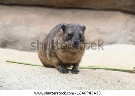 Portrait of a young Rock Hyrax (Procavia capensis)