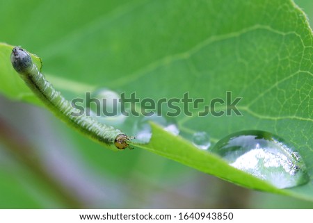 Small caterpillar eating green leaf covered with big glistening water droplets.