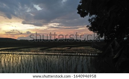 photography of the sky and rice fields at dusk