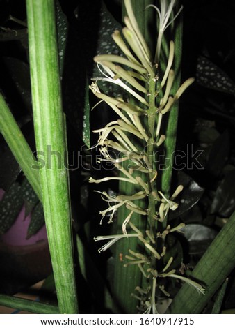 Sansevieria cylindrica, succulent plant in bloom