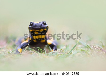 A fire salamander (Salamandra salamandra) in a forest