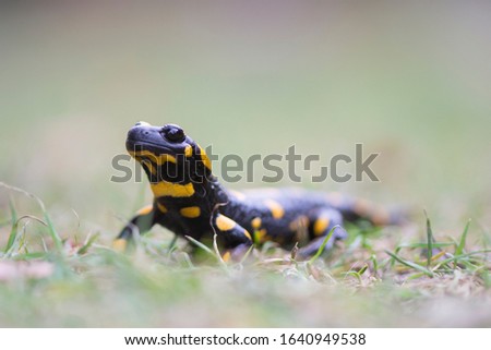 A fire salamander (Salamandra salamandra) in a forest