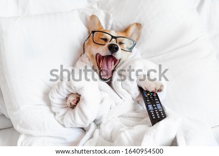Funny corgi dog in glasses laying in bed, yawning, smiling, watching tv, feeling bored and relaxed in a day off  Royalty-Free Stock Photo #1640954500
