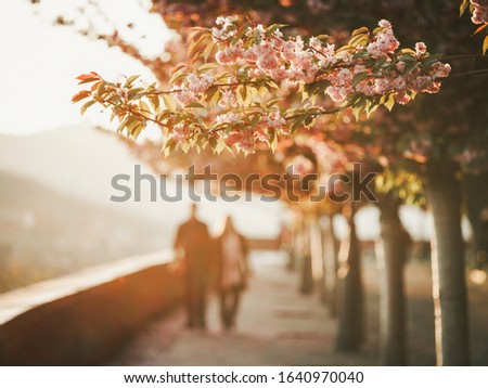 Silhouette of a couple, walking under trees in flower, in spring.