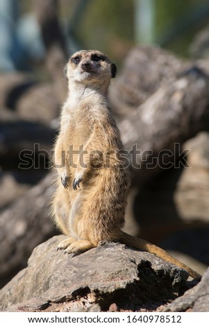 Meerkat (suricata) on guard under sunlight