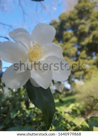 white flowers in the sunlight