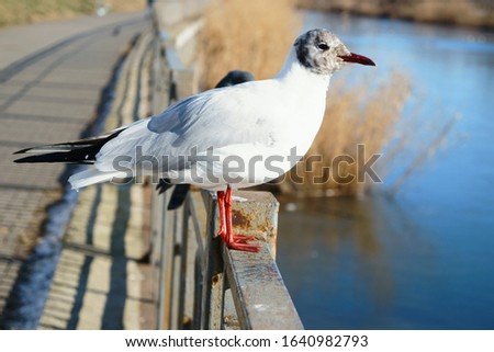 The bird sits on the rail and looks ahead