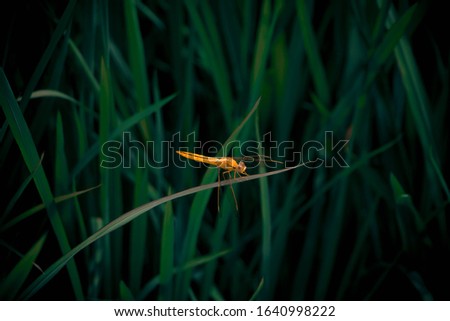 Beautiful nature scene Close-up or Macro picture of dragonfly.
