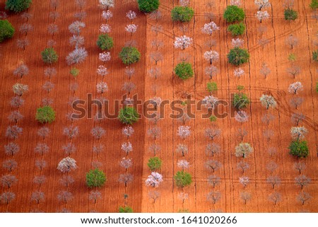 Majorca filed, with almond trees in bloom, aerial view picture,  Majorca, Balearic Islands, Spain.