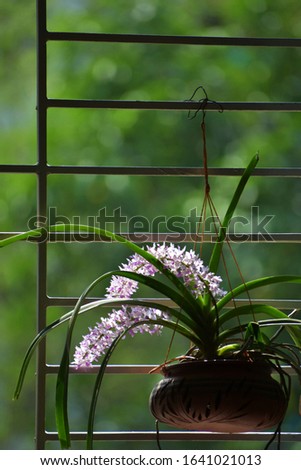 Fox tail orchid flower. Blooms in rainy season.