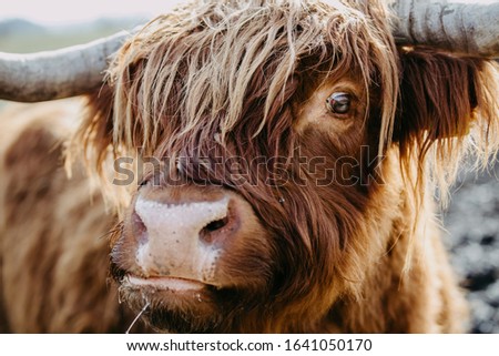Closeup of a brown highland cattle