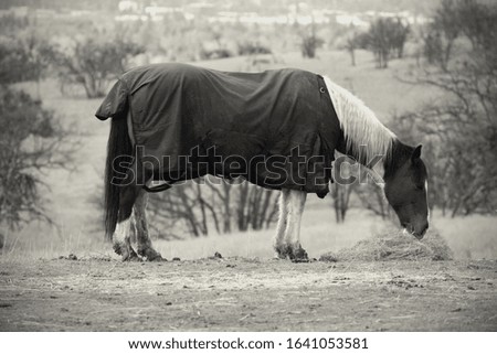 Black and white picture of a horse eating hay with a cover over it from the previous rain