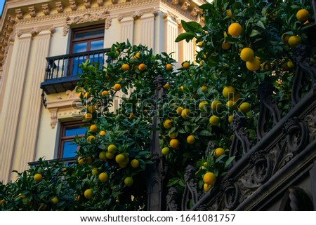 A "pomelo" fruit tree along the main streets of Granada, Spain Royalty-Free Stock Photo #1641081757