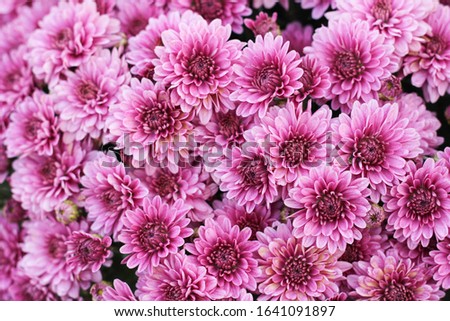 Colourful Daisies Backdrop Plant Surface