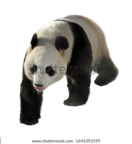 Giant panda with protruding tongue on white background
