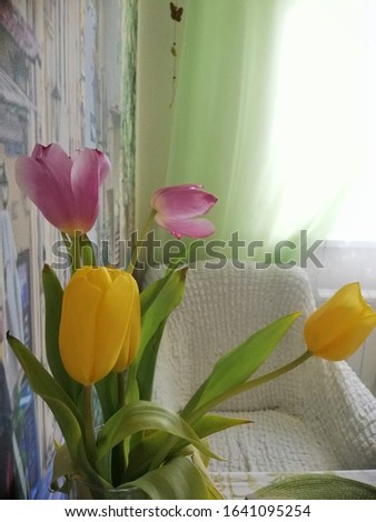 bouquet of multi-colored tulips on the background of beautiful soft green kitchen interior with floral photo wallpaper, white chair,  and green curtains