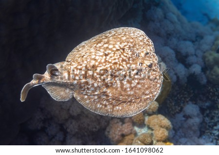 Panther Electric Ray (Torpedo panthera) In Red Sea, Egypt. Dangerous Underwater Animal Near Tropical Coral Reef. Close Up Of Leopard Ray's Back In Nature. Diving Photography. Indo-Pacific Ocean Fish. Royalty-Free Stock Photo #1641098062