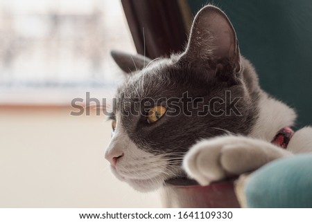 cat portrait photography, feline pet.