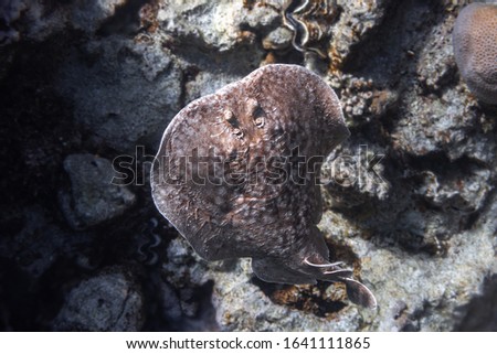 Panther Electric Ray (Torpedo panthera) In Red Sea, Egypt. Dangerous Underwater Animal Near Tropical Coral Reef. Close Up Of Leopard Ray Back In Nature. Indo-Pacific Ocean Fish. Diving Photography.  Royalty-Free Stock Photo #1641111865