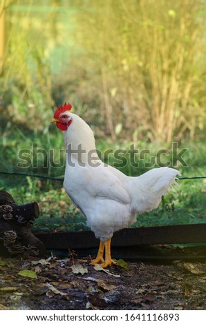 White rooster walking in field  farm. Chicken on traditional free range farm. 