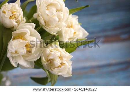 five white tulips on a blue background close-up