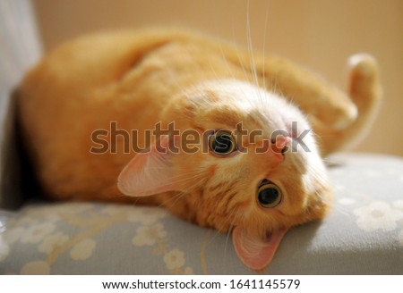 Cute cat is sitting at home on the chair. Funny red tabby ginger cat in cozy home atmosphere. Lying and Looking, sitting pet. Pleased orange cat sitting on the chair Royalty-Free Stock Photo #1641145579